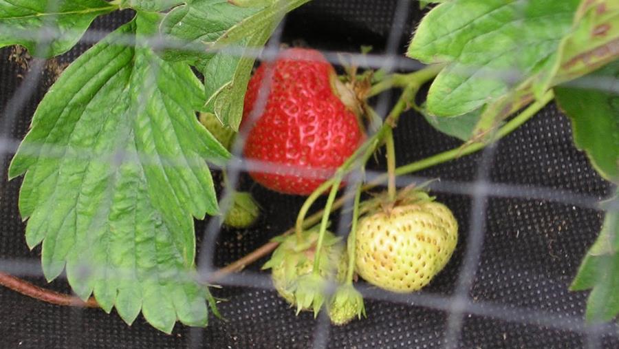 FRAISES DANS LE JARDIN POTAGER