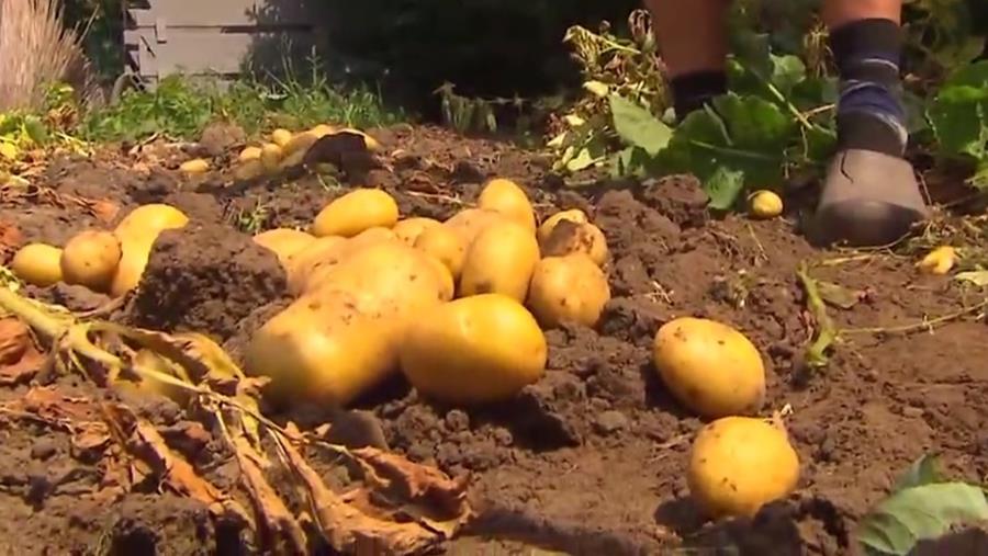 POMMES DE TERRE DANS LE JARDIN POTAGER