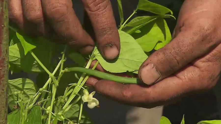 HARICOTS DANS LE JARDIN POTAGER